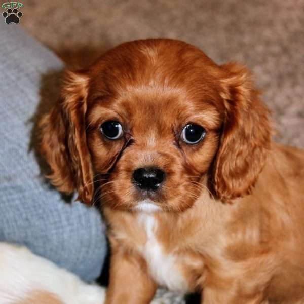 Callie, Cavalier King Charles Spaniel Puppy